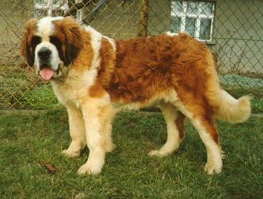 Afra